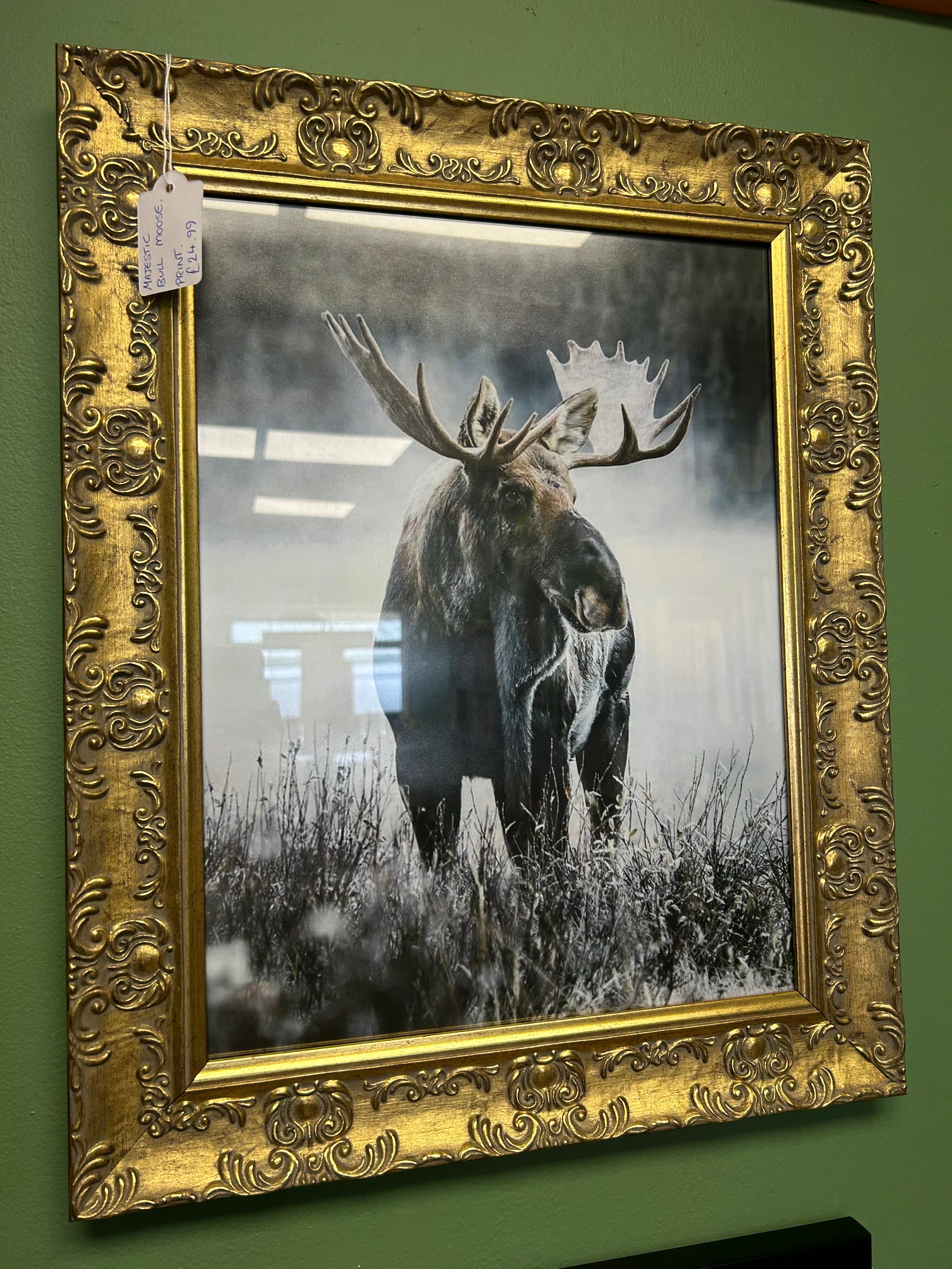“Majestic Moose” by Roscoe.