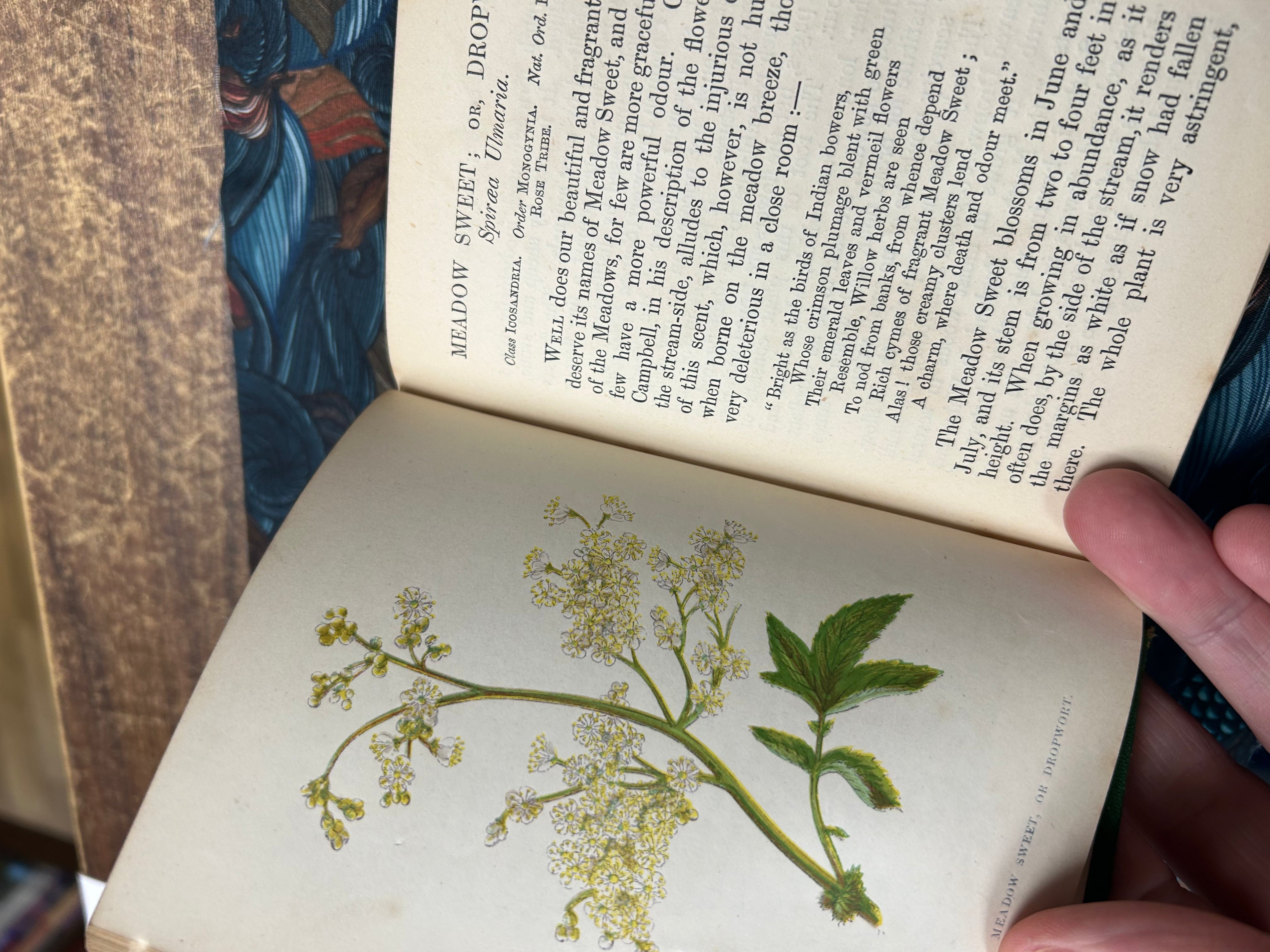 Wild Flowers- Anne Pratt. Vol II. (163)
