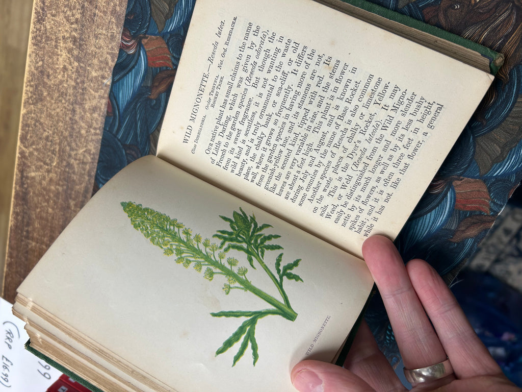 Wild Flowers- Anne Pratt. Vol II. (163)
